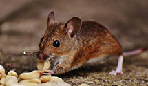 24 Hour & Emergency Exterminators in Saint Vincent Health, PA